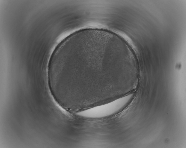 X0000094441335200711291627