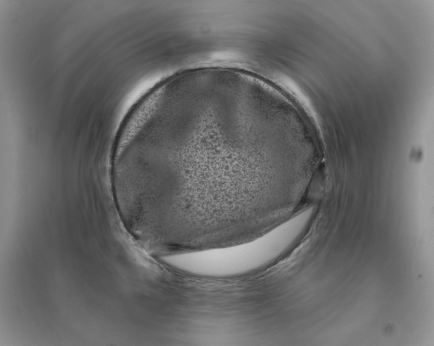 X0000094441336200711291627