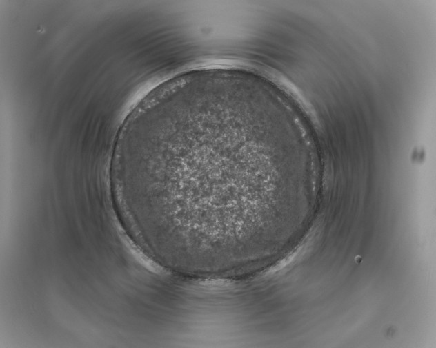 X0000094441417200711291625