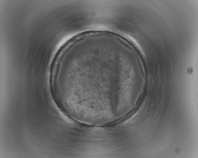 X0000094441424200711291625