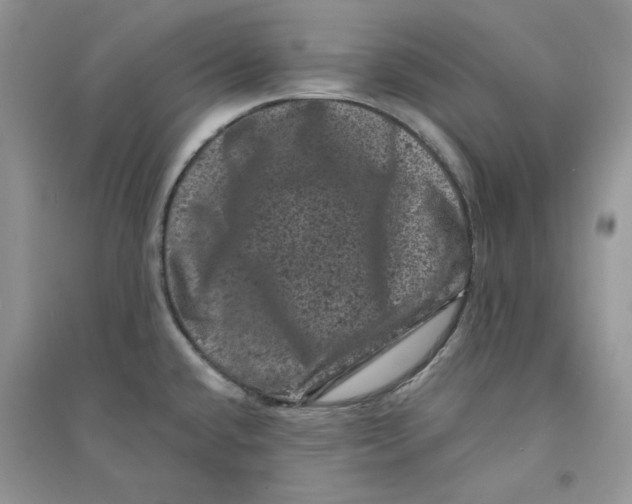 X0000094441432200711291625