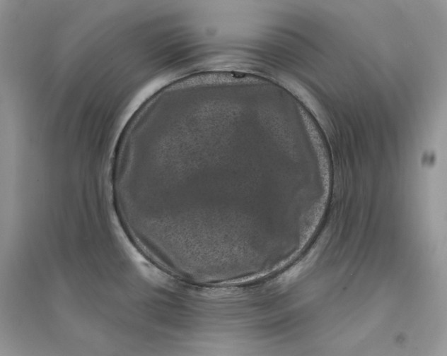 X0000094441434200711291625