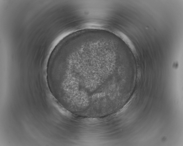 X0000094441435200711291625