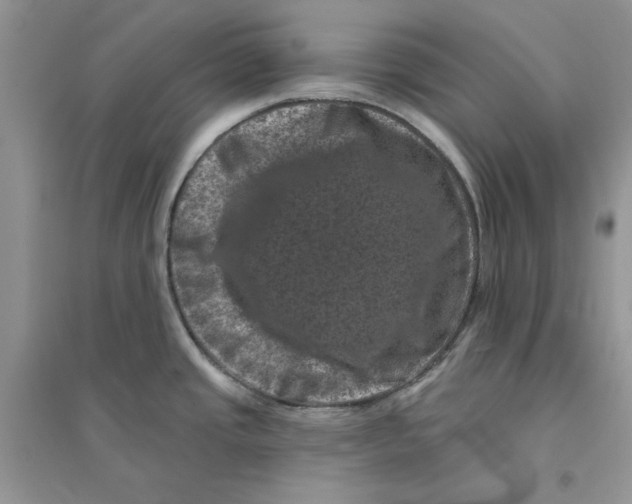 X0000094441437200711291625