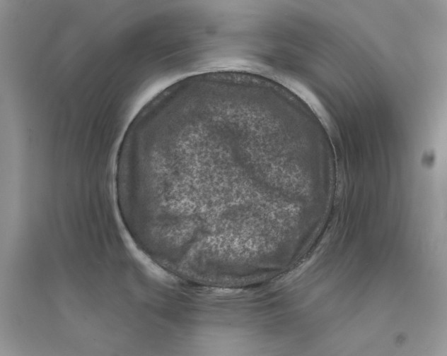 X0000094441439200711291625