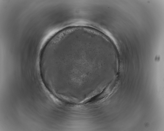 X0000094441464200711291624