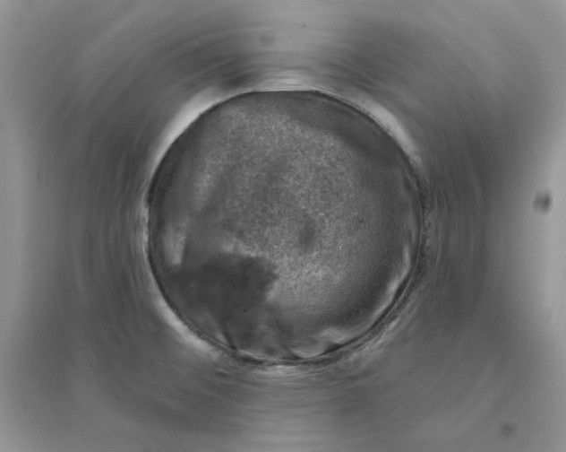 X0000094441476200711291624