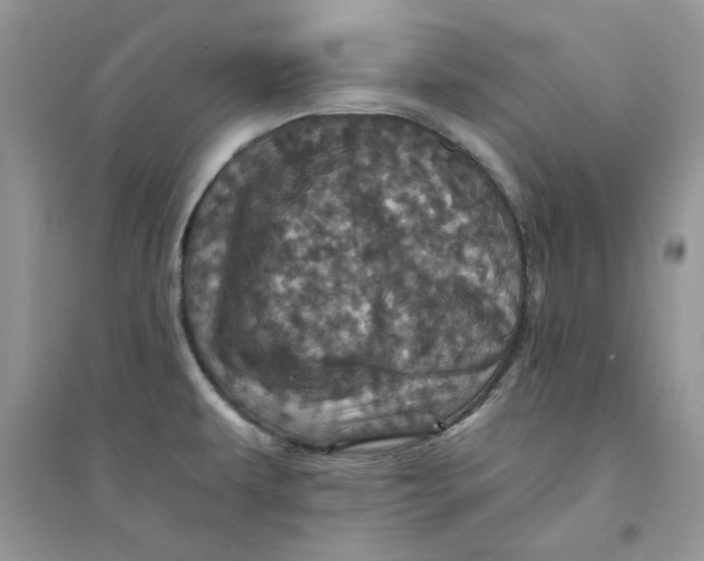 X0000094441479200711291624