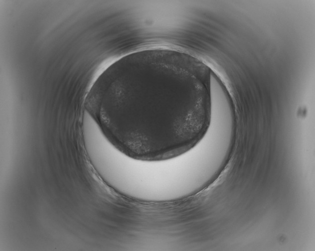 X0000094441481200711291624