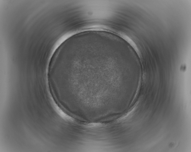 X0000094441482200711291624