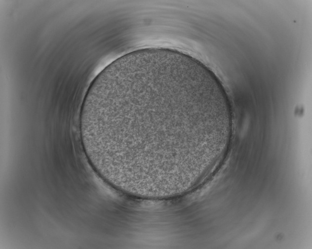 X0000094441521200711291624