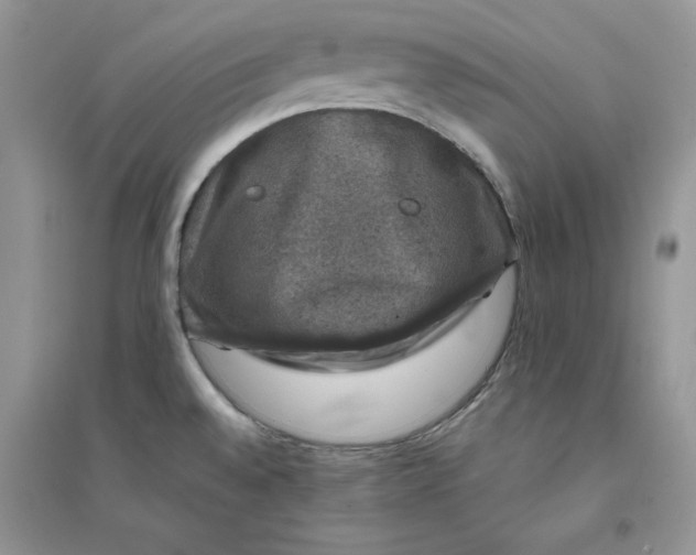 X0000094441528200711291624