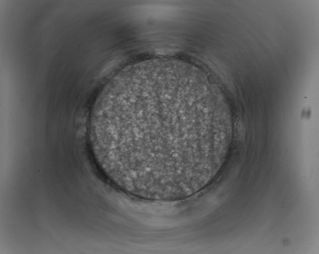 X0000094440032200712061148