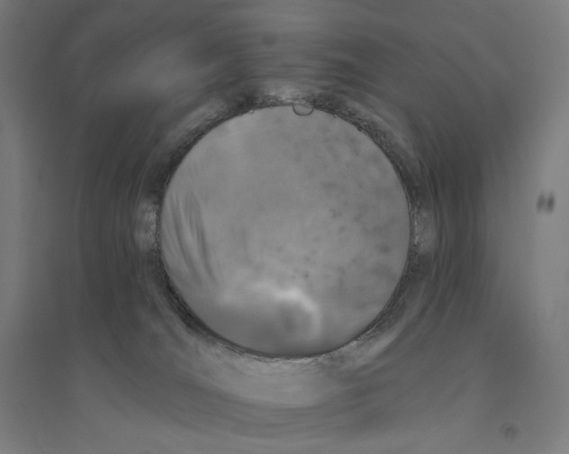 X0000094440036200712061148