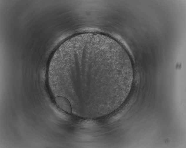 X0000094440063200712061147