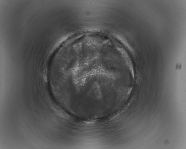 X0000094440068200712061147