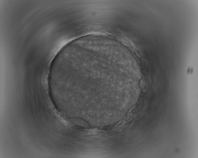 X0000094440098200712061147