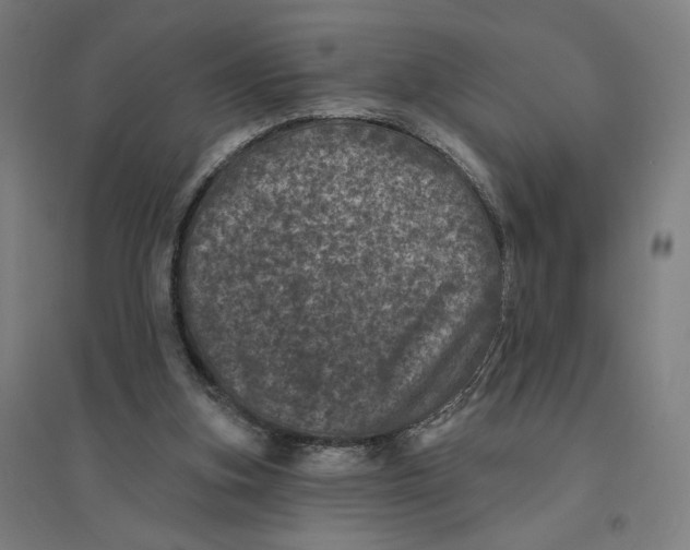 X0000094440155200712061146