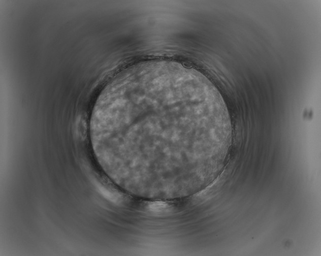 X0000094440183200712061146