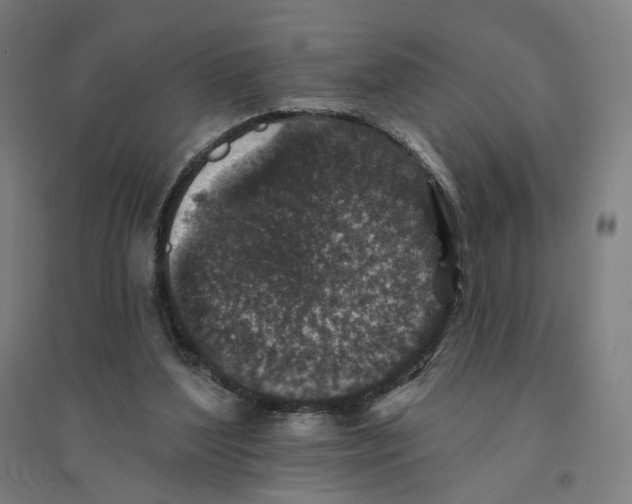 X0000094440204200712061146