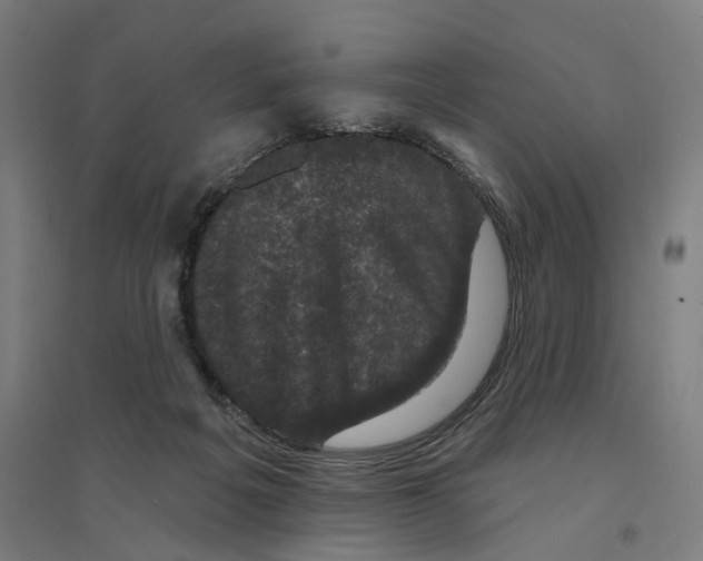 X0000094440217200712061145