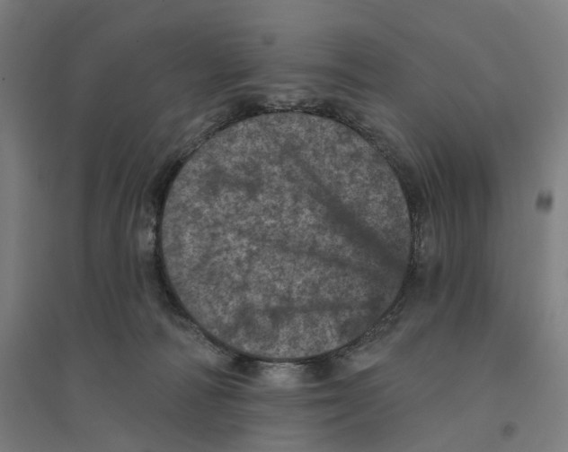 X0000094440226200712061145