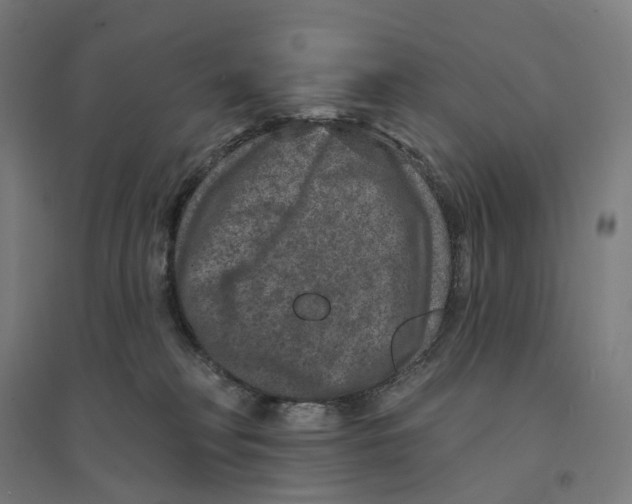 X0000094440230200712061145