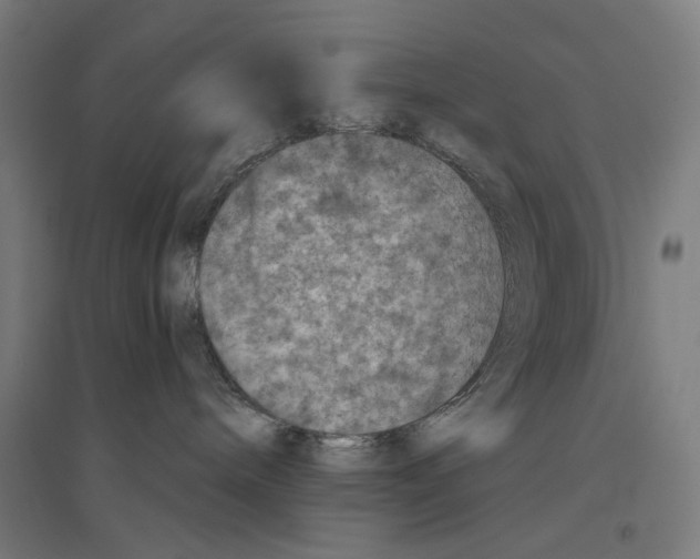 X0000094440240200712061145