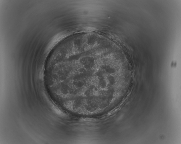 X0000094440242200712061144