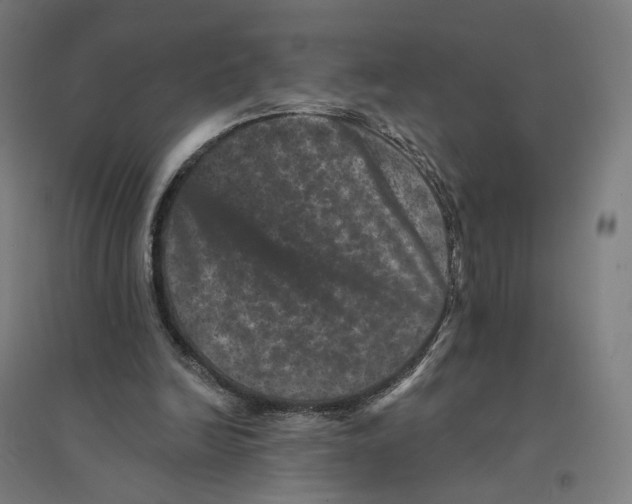 X0000094440246200712061144