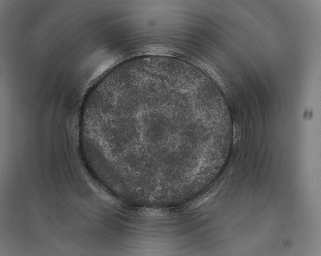 X0000094440349200712061143