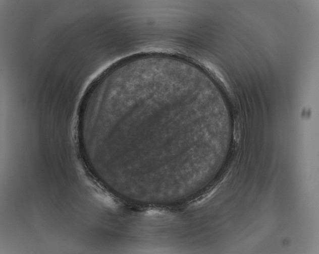 X0000094440388200712061143