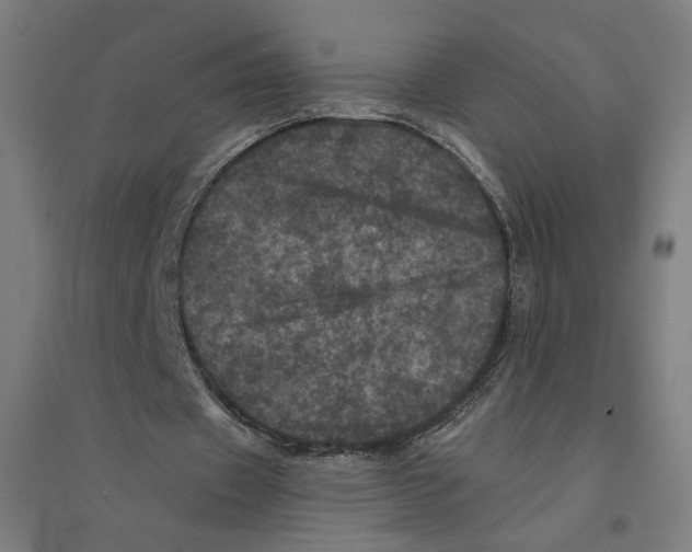 X0000094440433200712061141