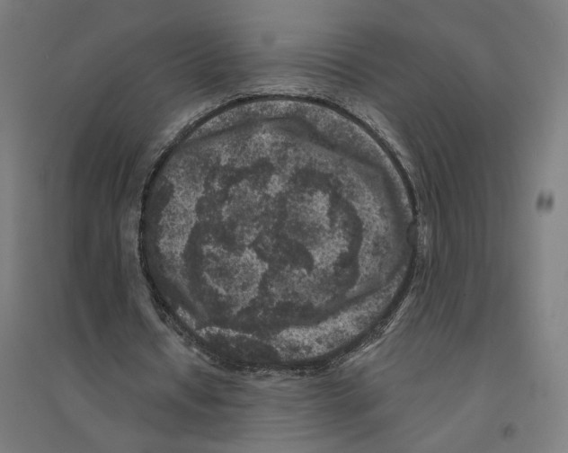 X0000094440434200712061141