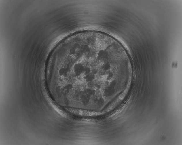 X0000094440437200712061141