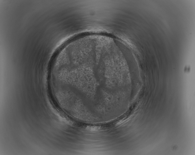 X0000094440440200712061141