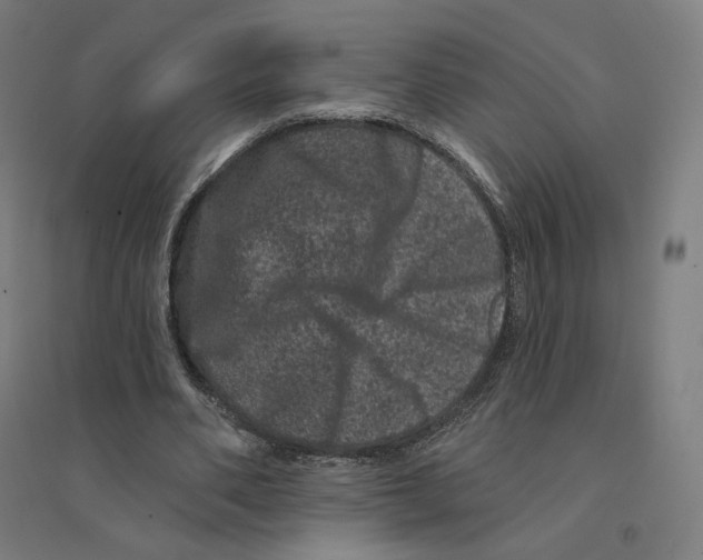 X0000094440486200712061141