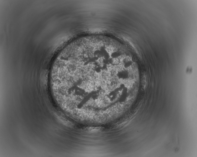 X0000094440495200712061141