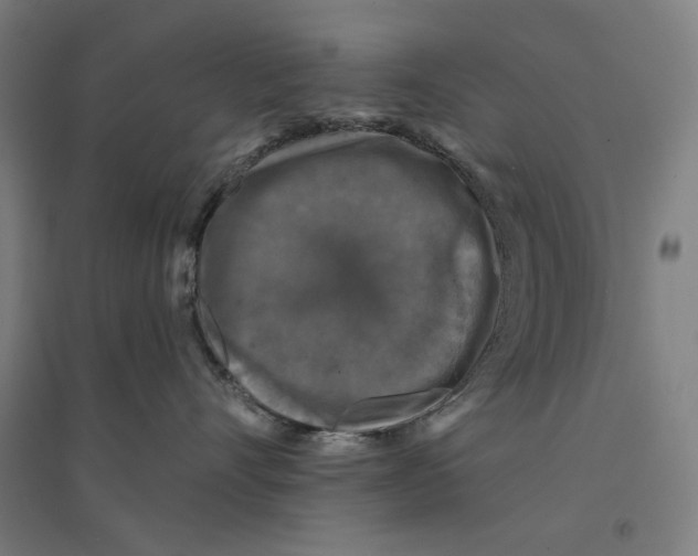 X0000094440528200712061141