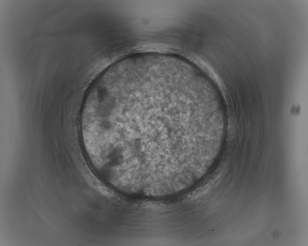 X0000094440529200712061140