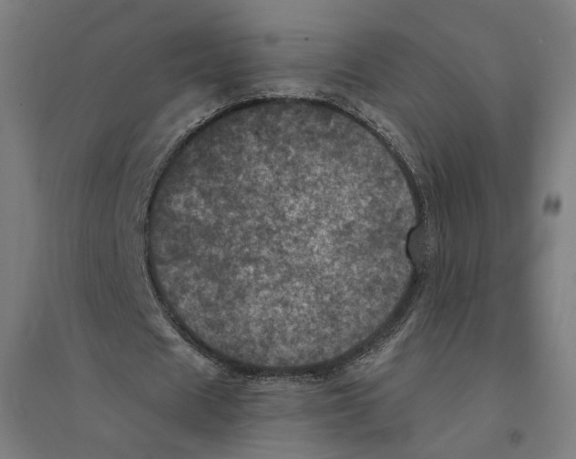 X0000094440625200712061138