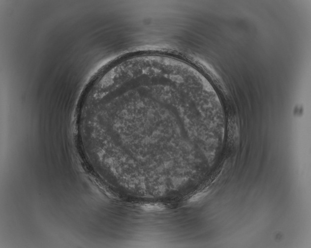 X0000094440628200712061138