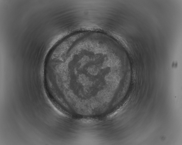 X0000094440630200712061138