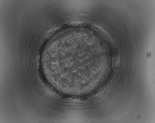 X0000094440648200712061138