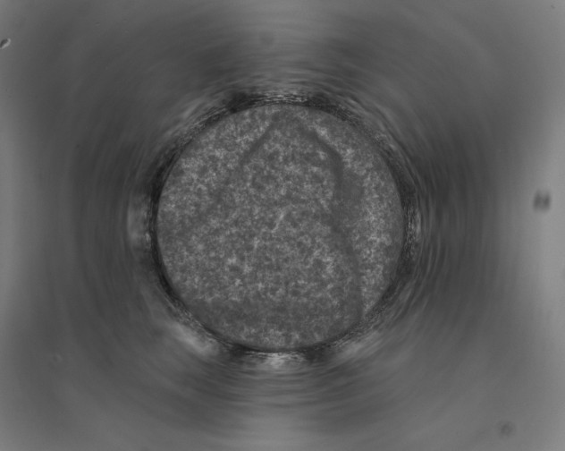 X0000094440663200712061139