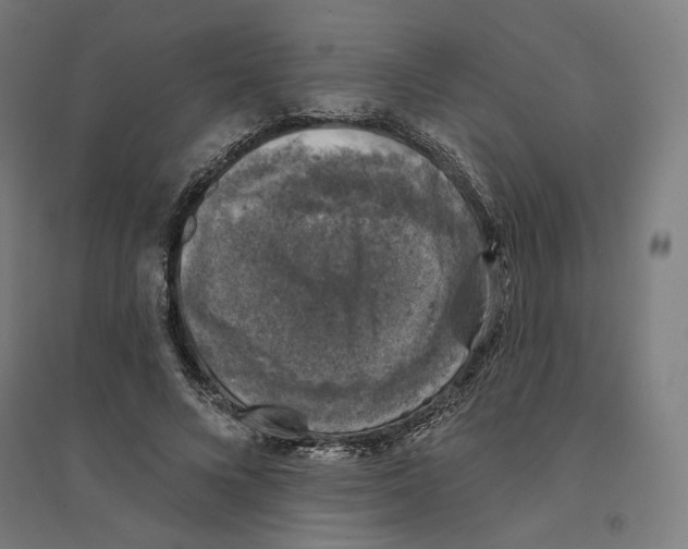 X0000094440688200712061138