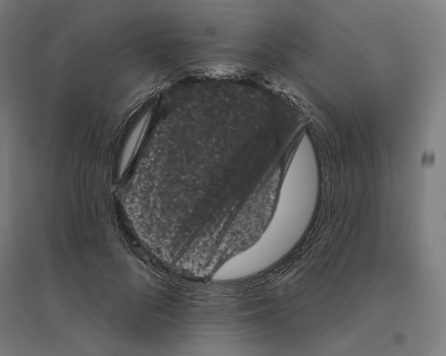 X0000094440696200712061138