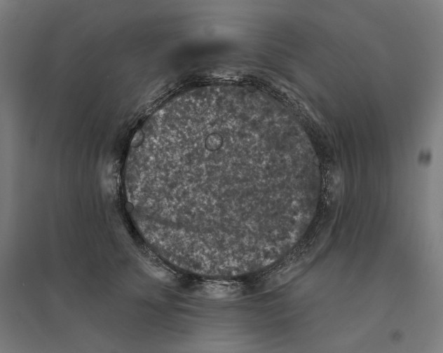 X0000094440707200712061138