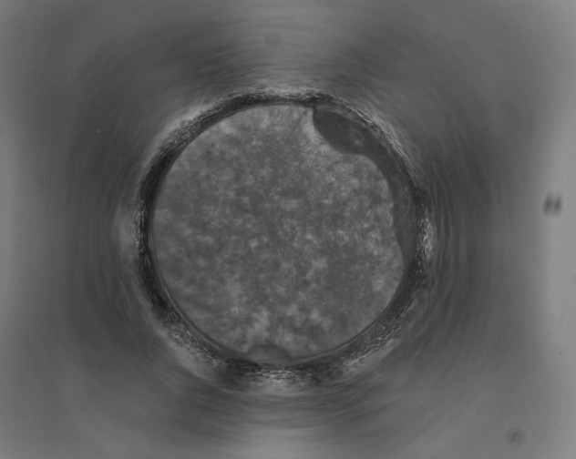 X0000094440736200712061137