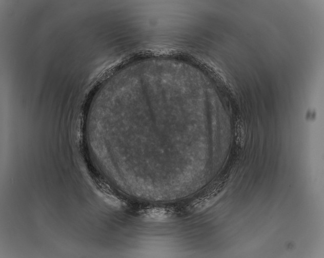 X0000094440740200712061137